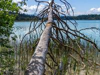Umgekippter Baum am Großen Ostersee Ostufer